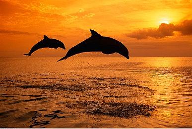 “iii计划”线上游戏展定档4月10日 《小丑牌》将有大动作